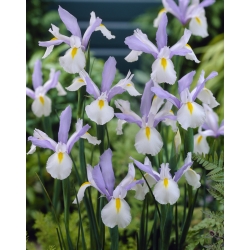 Hollandske iris "Silvery Beauty" - 10 stk.