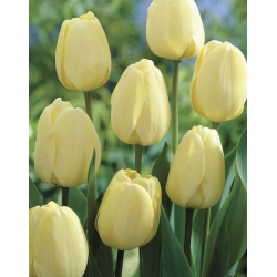 Hoa tulip trắng kem - Gói lớn! - 50 chiếc. - 