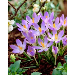 Crocus Lilac Beauty - 10 pezzi