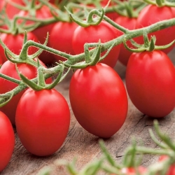 Tomate 'Lambert' - Zwerg Freilandtomate, mittelfrühe, äußerst ergiebige Sorte, die für Pürees empfohlen wird