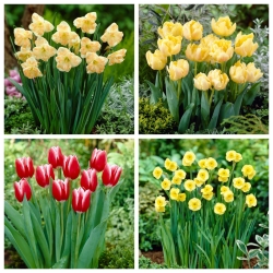 Mamma Mia - set daffodil dan tulip - 40 pcs. - 