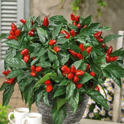 Hot pepper "Yvona" - doporučeno pro pěstování balkonů - Capsicum L. - semena