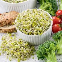 Kiemen van zaden - broccoli - 100 g - 30000 zaden - 