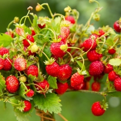 Runnerless wild strawberry - rich in vitamin C and minerals