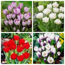 Primavera - bộ tulip và hoa thủy tiên - 60 chiếc. - 