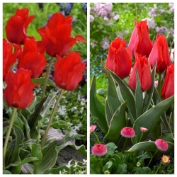 Red Deluxe - set 2 varietas tulip - 60 pcs. - 