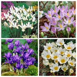 Spring Show - set di iris e croco - 80 pezzi