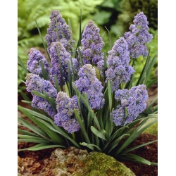 Grape hyacinth Muscari „Fantasy Creation“ - 10-piece-package