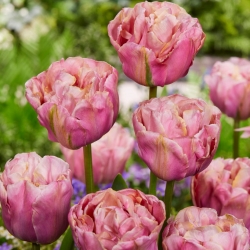 Dvojitý tulipán "Double Pivoňka" - 5 ks. Balenie
