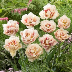 Double tulip "Flaming Margarita" - 5 pcs. Pek - 