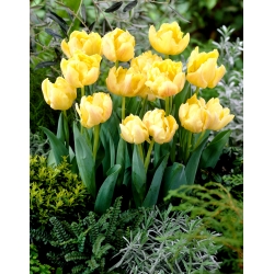 Hoa tulip đôi "Montreux" - gói 5 chiếc - 