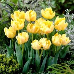 Hoa tulip đôi "Montreux" - gói 5 chiếc - 