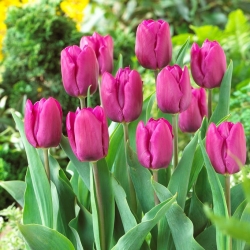 Багряний тюльпан - фіолетовий принц - великий пакет! - 50 шт. - 