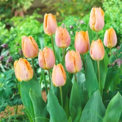 Rosa-oransje tulipan - Laks - Stor pakke! - 50 stk.