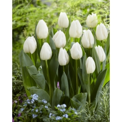 Tulip White Prince - 5 pcs Pack - 