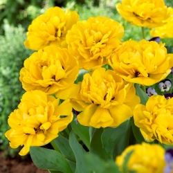Tulipa dupla "Pomponette Amarelo" - embalagem de 5 unidades - 