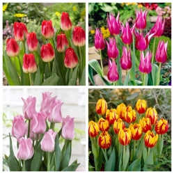 Joker - juego de 4 variedades de tulipanes - 40 piezas