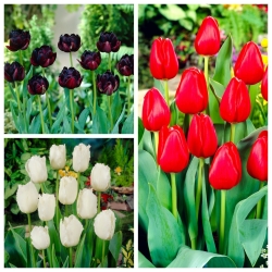 Blackjack - juego de 3 variedades de tulipanes - 30 piezas