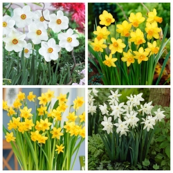 Pemilihan daffodils yang semakin meningkat - 60 pcs - 