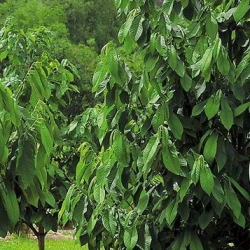 Папав, Цоммон павпав (Асимина трилоба) - 5 семена - Asimina triloba