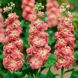 หุ้น Hoary "วอร์ซอ Dana" - ซีดอิฐแดง; ดอกไม้ที่มีดอกลิลลี่ - Matthiola incana annua - เมล็ด