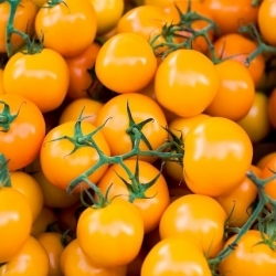 بذور الطماطم فيجيل - الليكوبسيكون إسكولنتوم - 65 بذور - Solanum lycopersicum  - ابذرة