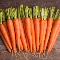 BIO - Carrot "Nantes" - certified organic seeds - 4250 seeds