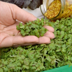 Microgreens - Muștar brun - frunze tinere cu gust excepțional - 1200 de semințe - 