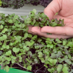 Microgreens - Red kale "Scarlet" - young leaves with exceptional taste - 900 seeds