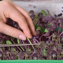 Microgreens - Radish - young leaves with an unique taste - 255 seeds