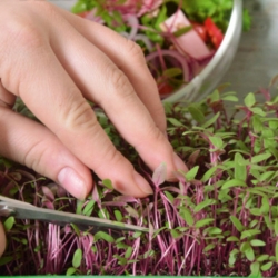 Microgreens - красный амарант - молодые листья с уникальным вкусом - 4000 семян -  - семена
