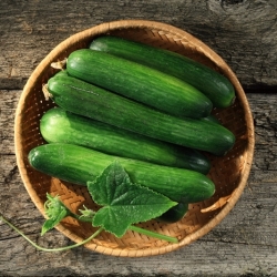 Cucumber "Marta F1" - for cultivation under covers - 35 seeds
