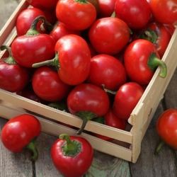 الفلفل "Ontara" - متنوعة الطماطم - Capsicum L. - ابذرة