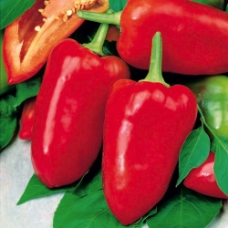 Paprika 'Caryca - Tzarin' - merah, varietas awal untuk penanaman di terowongan dan di lapangan -  Capsicum annuum - Caryca - biji