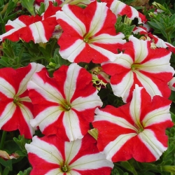 Red petunia with double-coloured flowers - 80 seeds