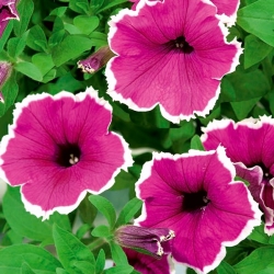 Garden petunia "Illusion (Illusion)" - roza - Petunia hyb. multiflora nana - semena
