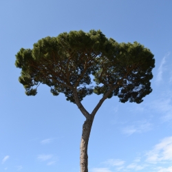 Taş çamı - çam fıstığı üretir - Pinus pinea - tohumlar