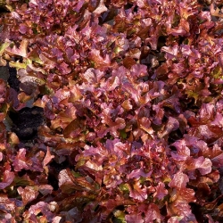 잎, 빨강 - 녹색 양상추 "플라멩코" - Lactuca sativa var. foliosa  - 씨앗