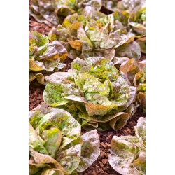 Butterhead salata "Sanguine Ameliore" - 900 sjemenki - Lactuca sativa L. var. Capitata - sjemenke