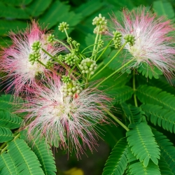 Hạt giống cây lụa Ba Tư - Albizia julibrissin