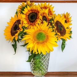 Slunečnice - středně velký výběr odrůdy pro řezané květiny - 135 semen - Helianthus annuus - semena