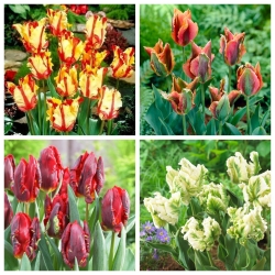 Coccodrillo - set 4 varietas tulip - 40 pcs. - 