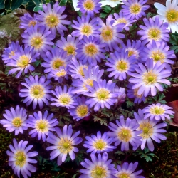 Balkan anemone "Charmer" - Paket besar - 80 pcs; Bunga angin Yunani, bunga musim dingin - 