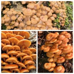Sada tří druhů hub - medová houba, enoki, pouštní les - mycelium - 
