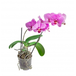 Transparent "Amazone" orchid pot - ø 11 cm