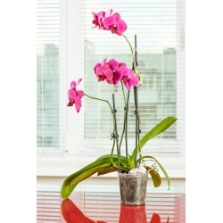 Transparante orchideeënpot "Amazone" - ø 12 cm - 