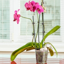 Transparante orchideeënpot "Amazone" - ø 13 cm - 