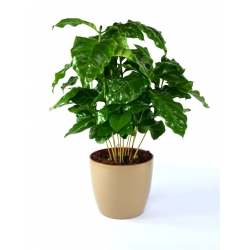 "Coubi Duo" plant pot ø 15 cm - coffee-brown