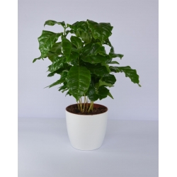 Pot tanaman "Coubi Duo" ø 15 cm - putih - 