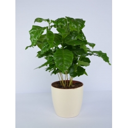 "Coubi Duo" plant pot ø 19 cm - creamy-white
